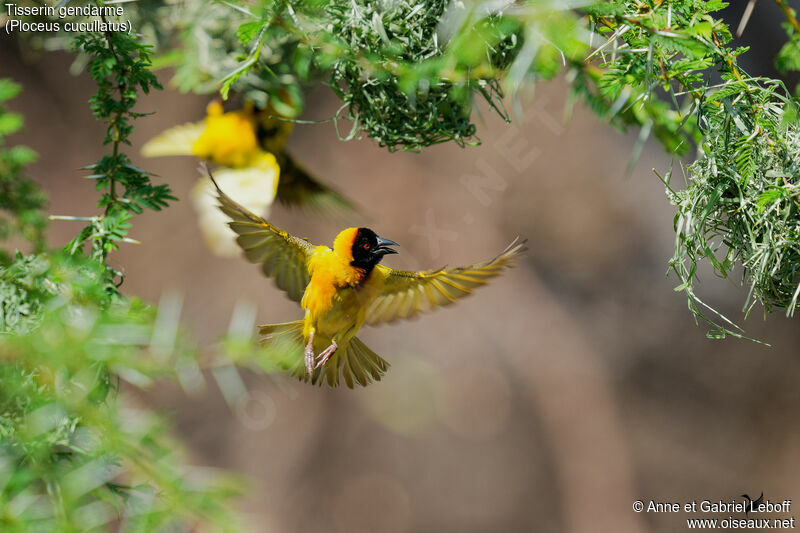 Village Weaver male adult