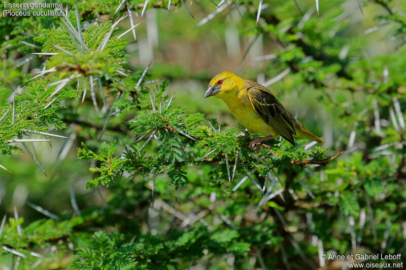 Village Weaver female adult