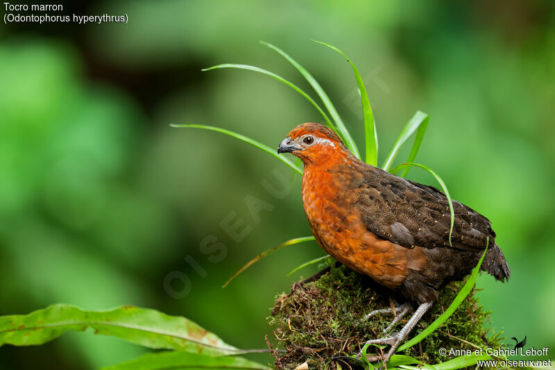 Chestnut Wood Quail