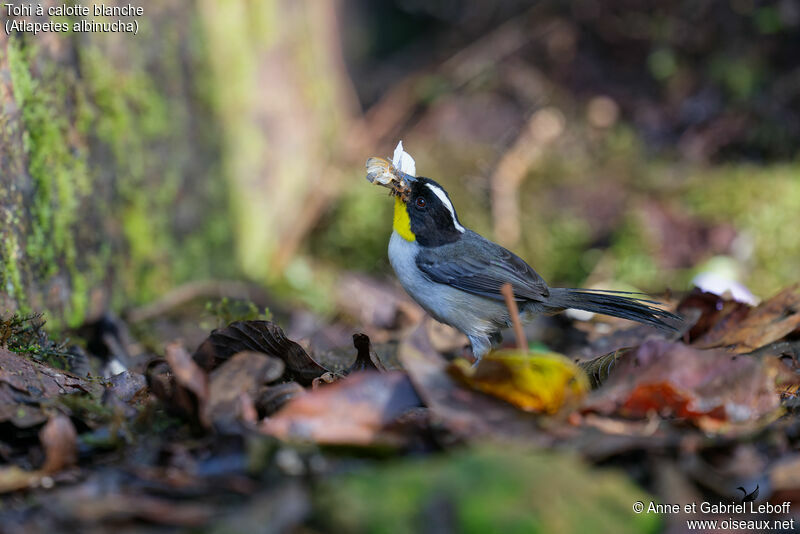 White-naped Brushfinchadult, fishing/hunting