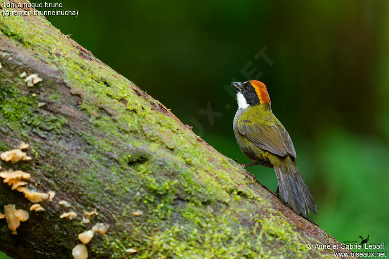 Chestnut-capped Brushfinch