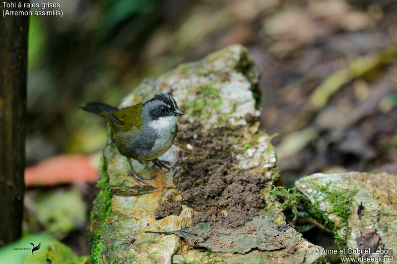 Grey-browed Brushfinchadult