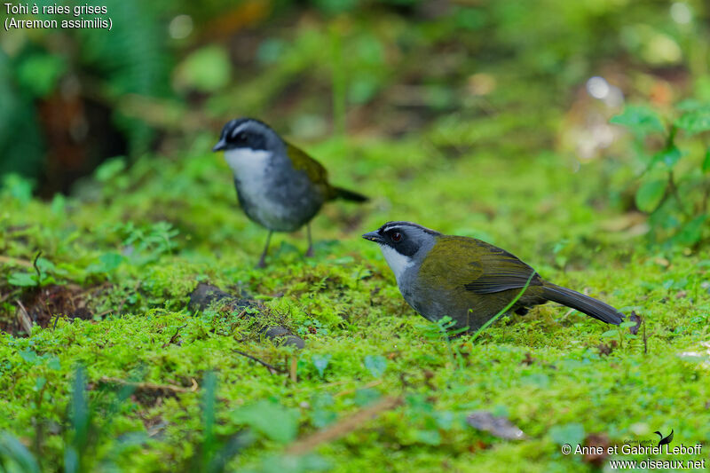 Grey-browed Brushfinchadult