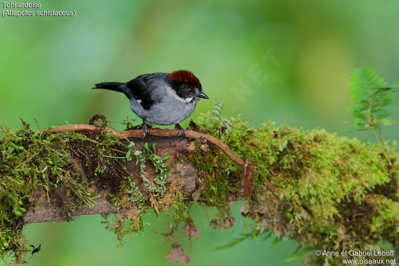 Slaty Brushfinchjuvenile