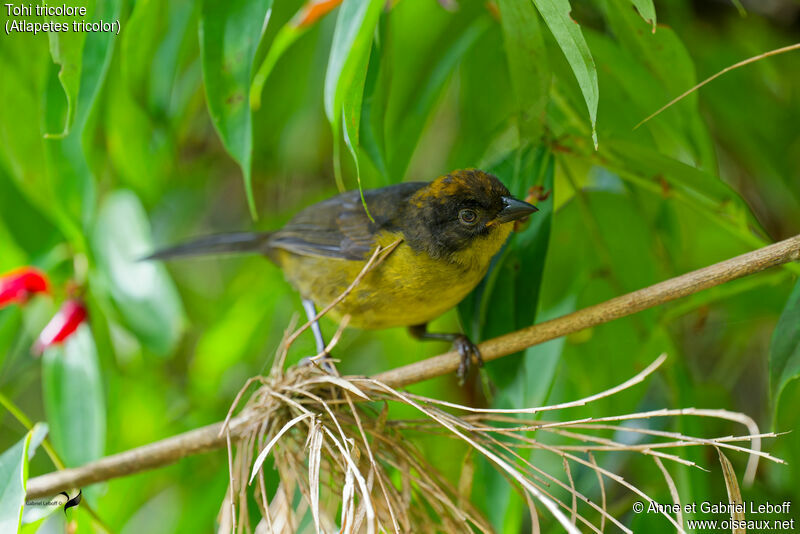 Tricolored Brushfinchjuvenile