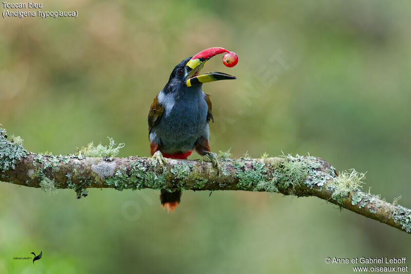 Toucan bleuadulte, mange