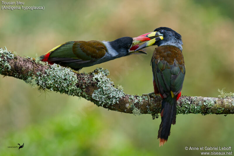 Toucan bleu, mange