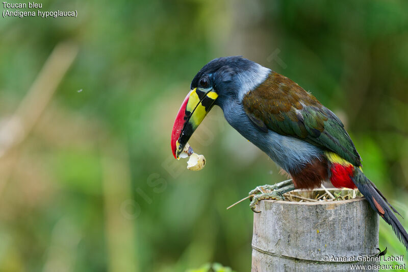 Toucan bleuadulte, mange