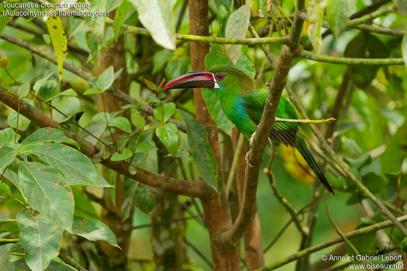 Crimson-rumped Toucanet