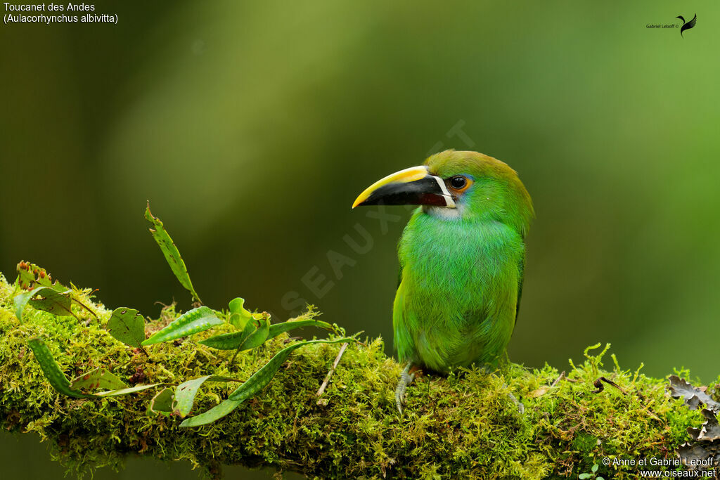 Toucanet à gorge blanche