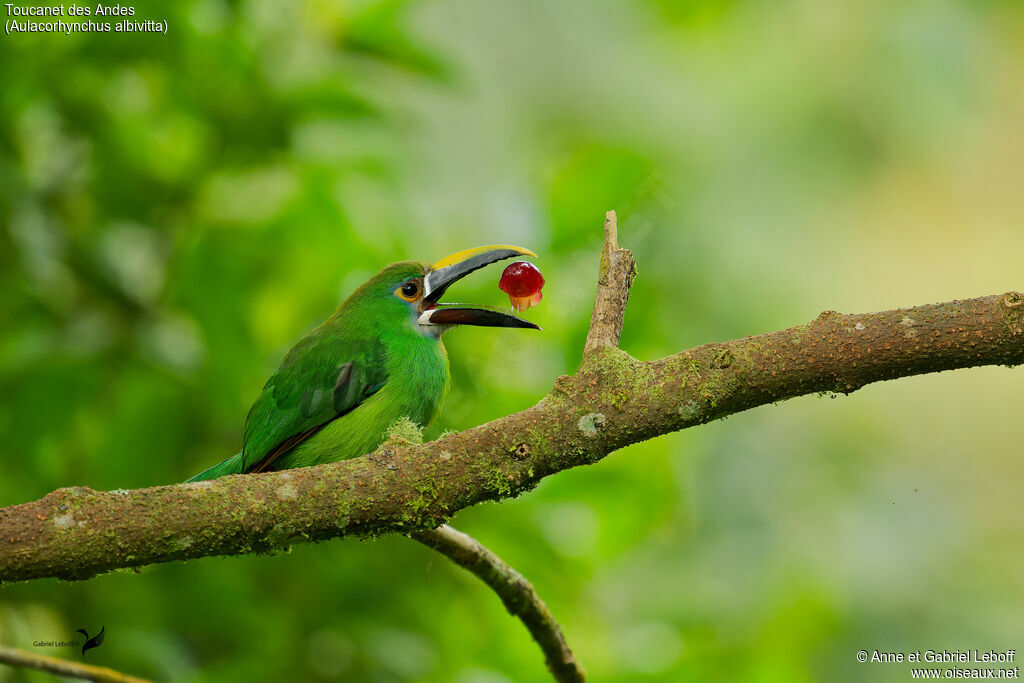 Toucanet à gorge blanche