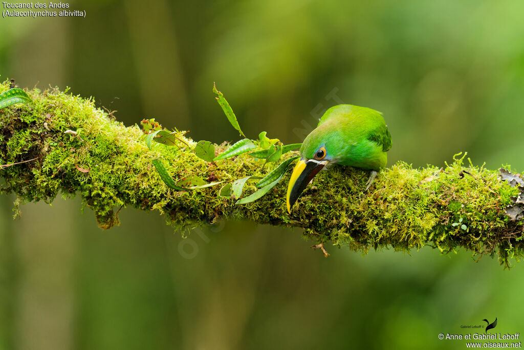 Toucanet à gorge blanche