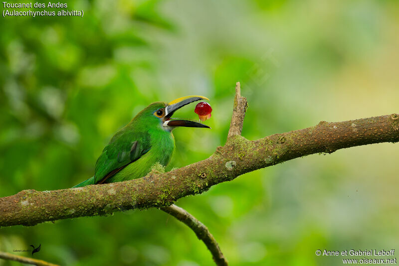 Toucanet des Andesadulte, mange