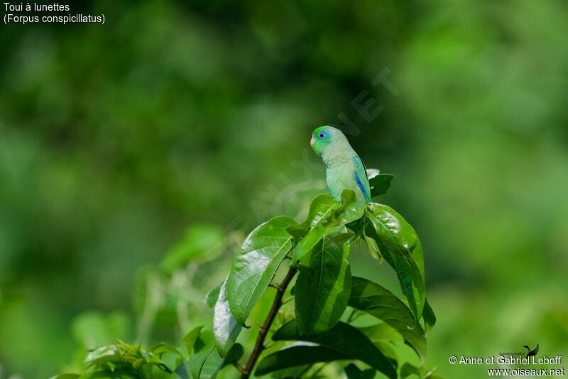 Spectacled Parrotlet