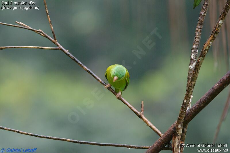 Orange-chinned Parakeet