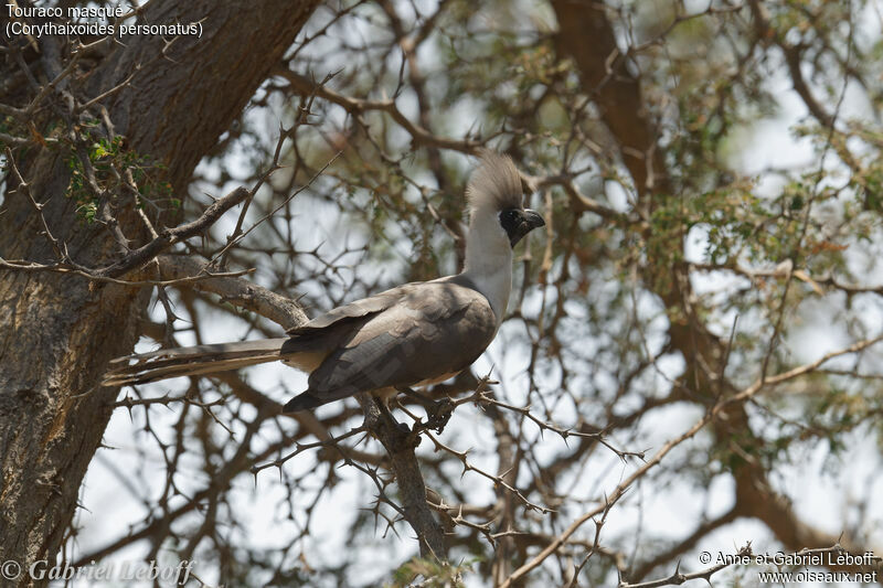 Bare-faced Go-away-bird