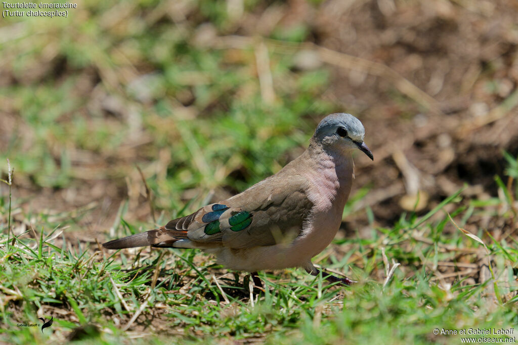 Tourtelette émeraudine