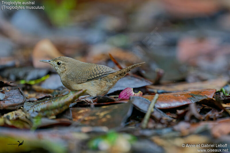 Southern House Wrenadult