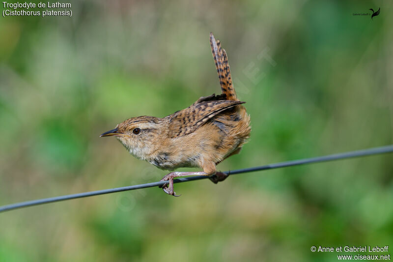 Grass Wrenadult