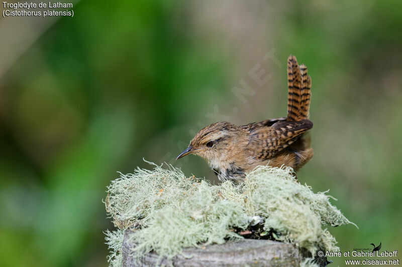 Grass Wrenadult