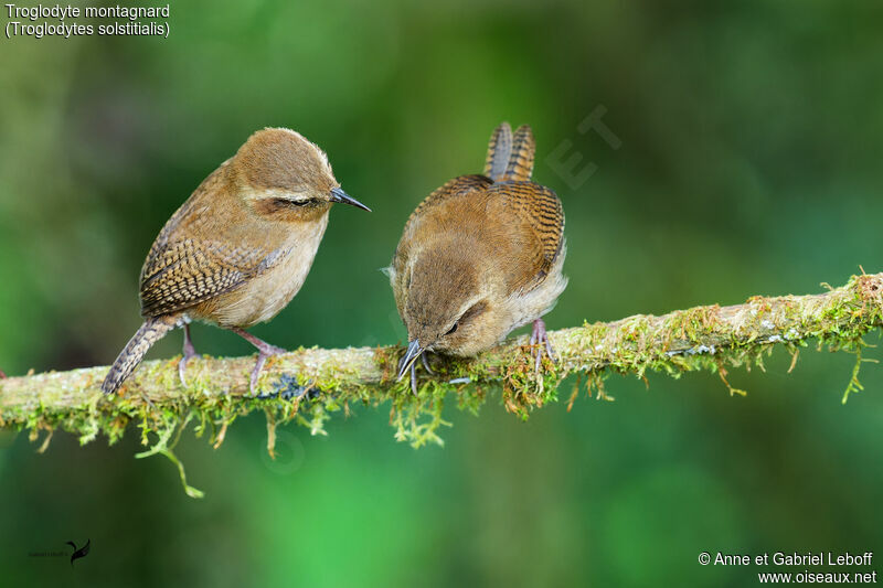 Mountain Wren