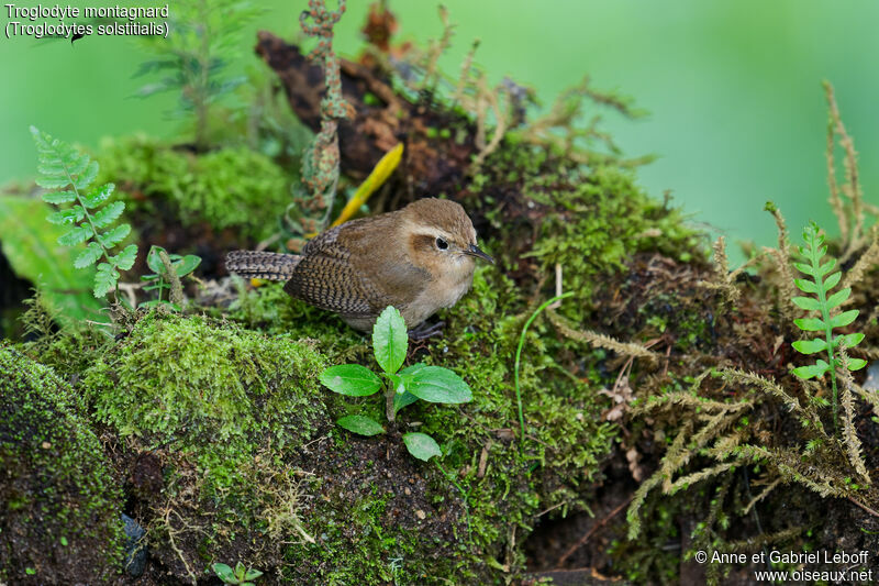 Mountain Wrenjuvenile