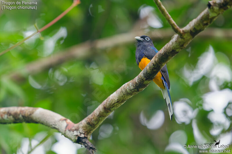 White-tailed Trogon male adult