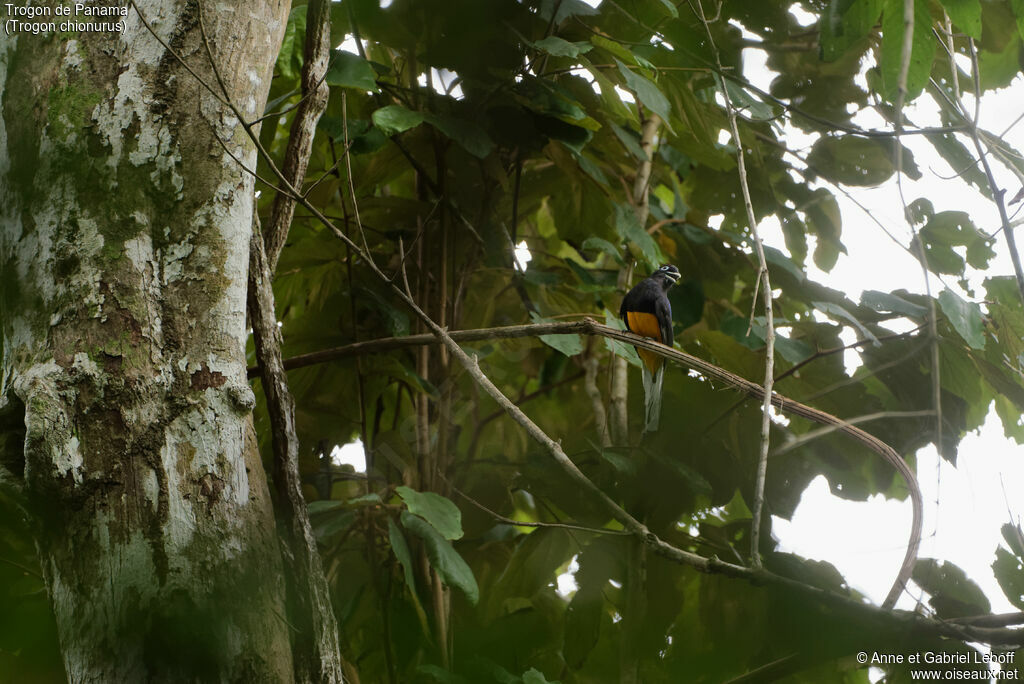Trogon de Sclater