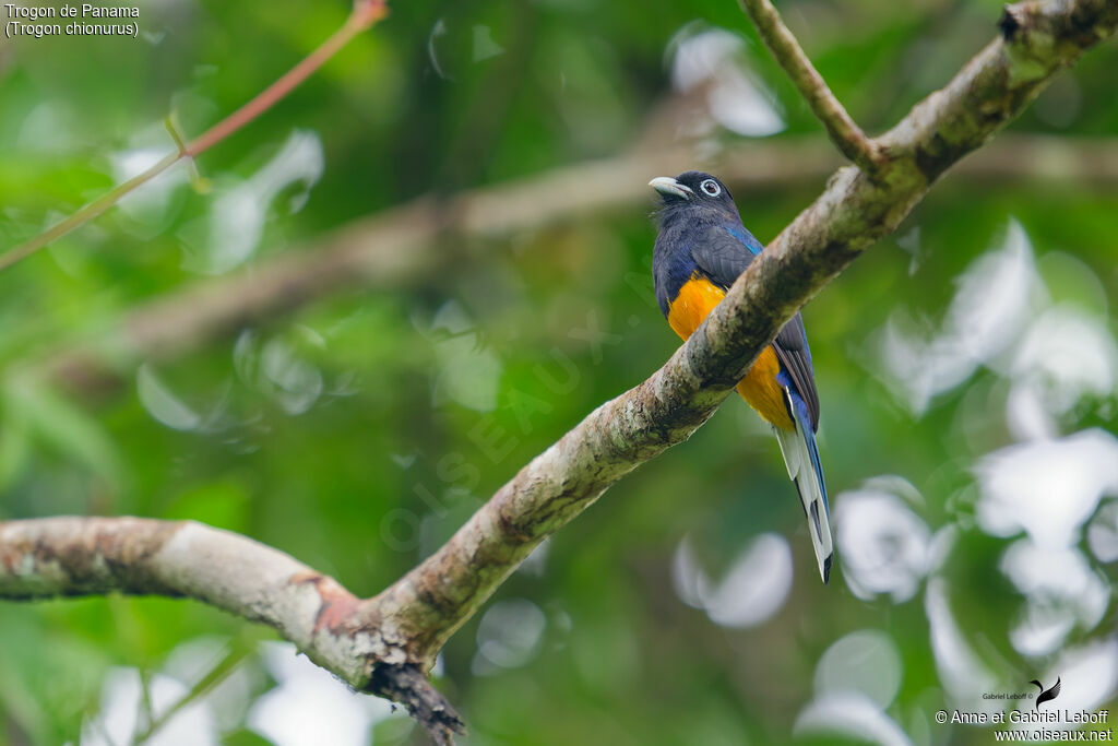 Trogon de Sclater