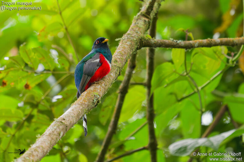 Trogon masqué mâle adulte