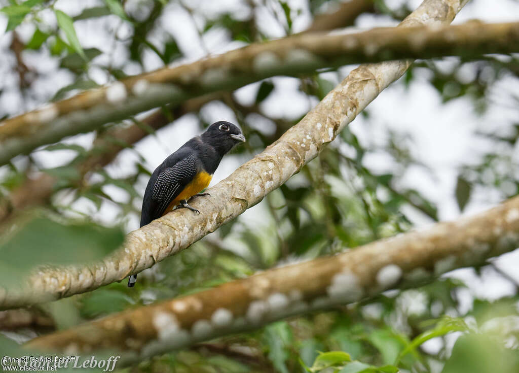 Trogon pattu