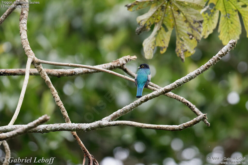 Trogon pattu