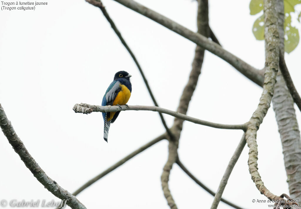 Trogon pattu