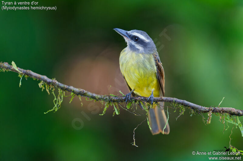 Golden-bellied Flycatcher