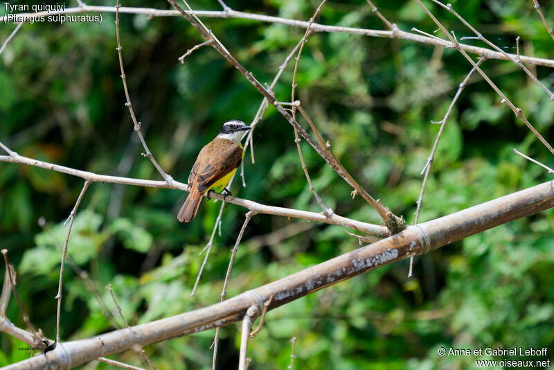 Great Kiskadee