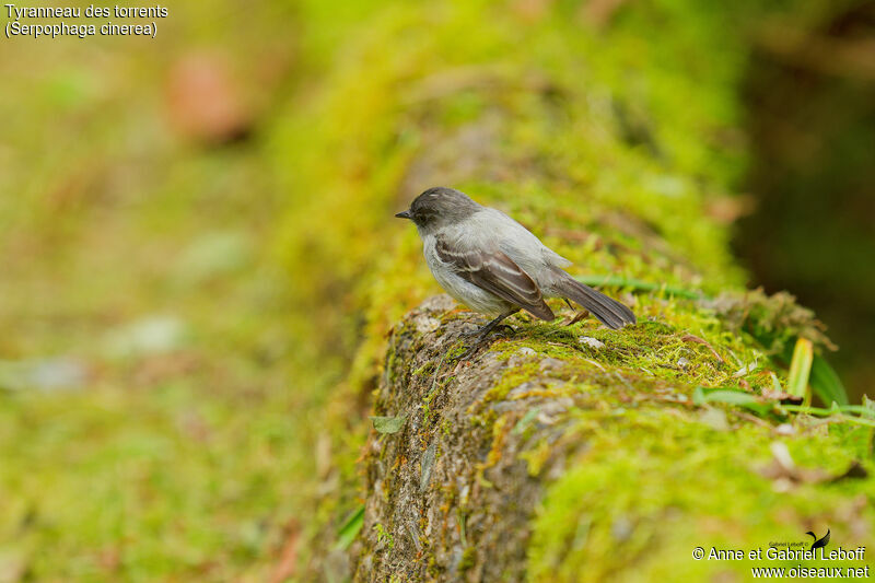 Torrent Tyrannulet