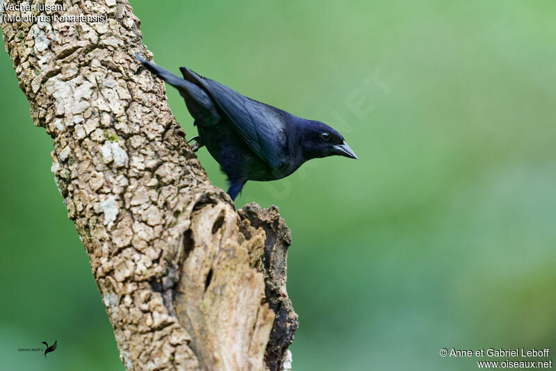 Shiny Cowbird male adult