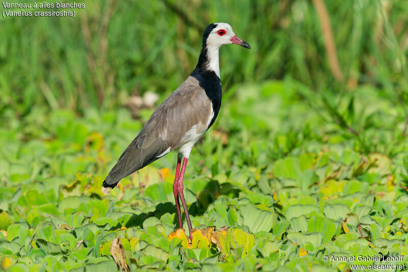 Long-toed Lapwingadult