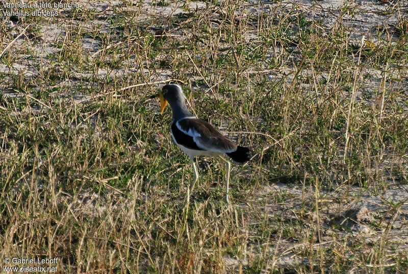 White-crowned Lapwing