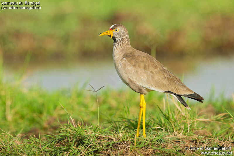 African Wattled Lapwingadult