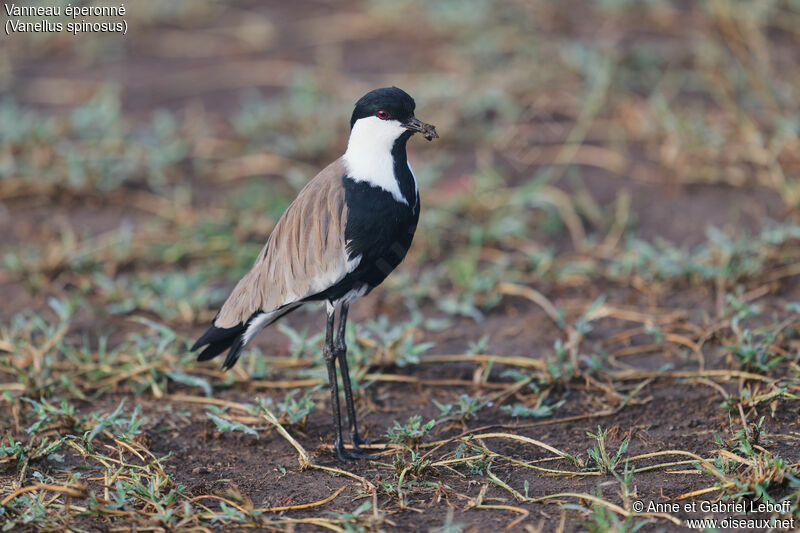 Spur-winged Lapwingadult