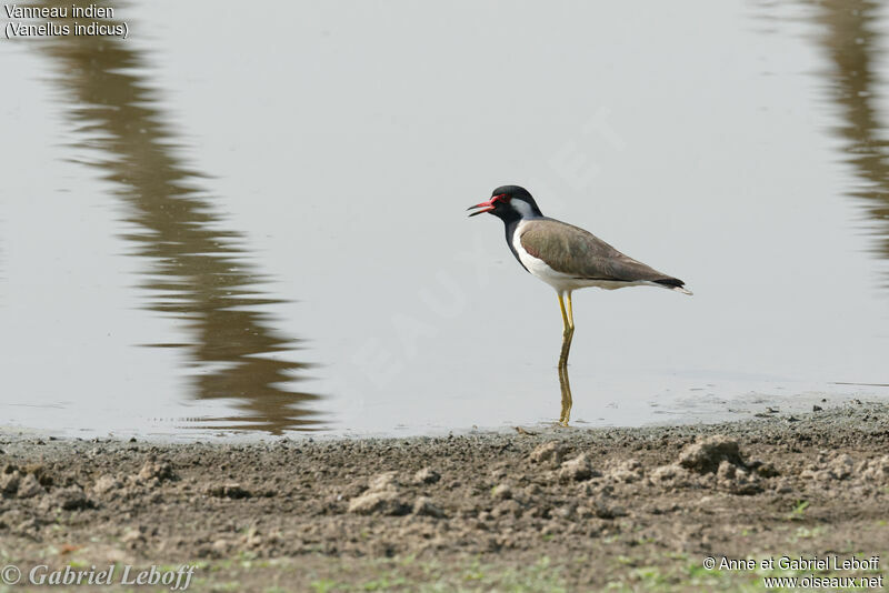 Red-wattled Lapwing