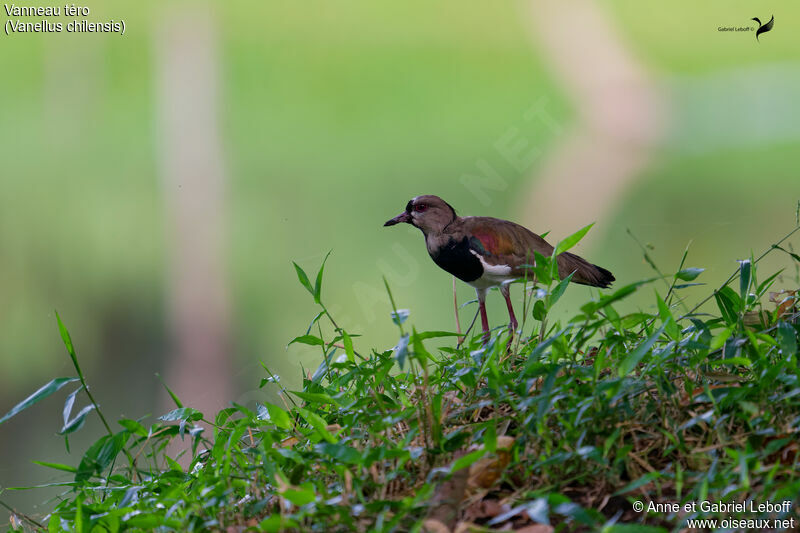 Southern Lapwingadult