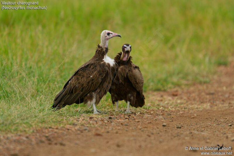 Hooded Vulture