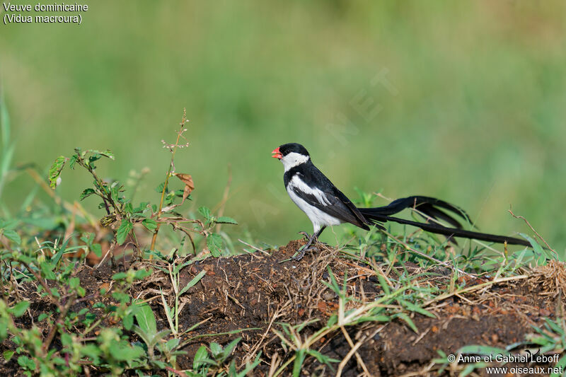 Pin-tailed Whydah male adult