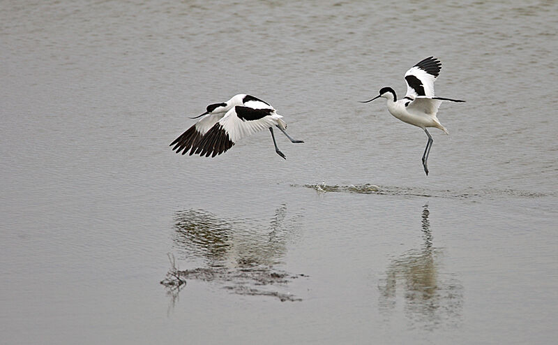 Avocette élégante