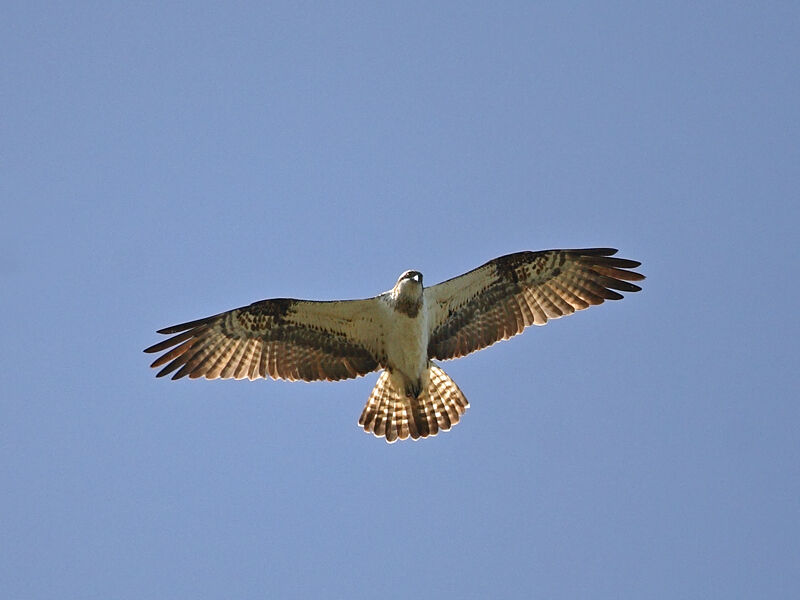 Osprey