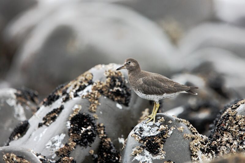 Surfbird