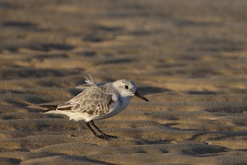 Bécasseau sanderling, identification