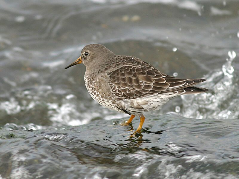 Purple Sandpiper